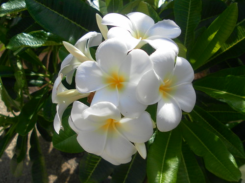 Fleurs de frangipanier